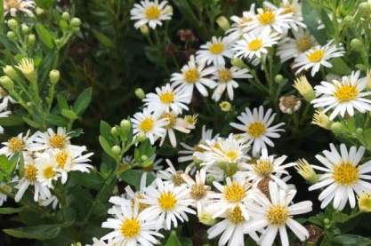 Aster ageratoides 'Starshine'