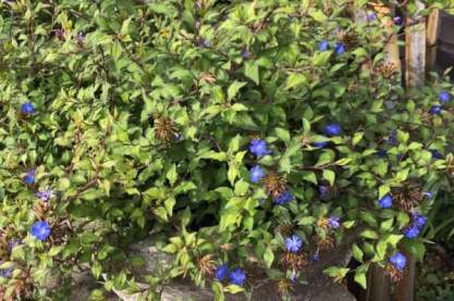 Ceratostigma will. 'Forest Blue'