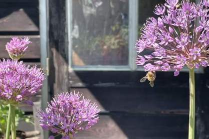 Allium 'Purple Sensation'