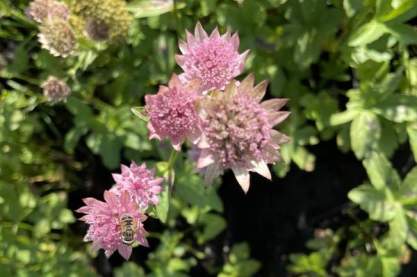 Astrantia ' Pink Pride'
