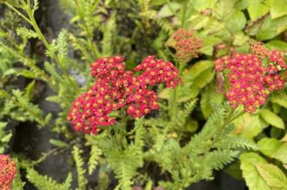 Achillea 'Walter Funcke'