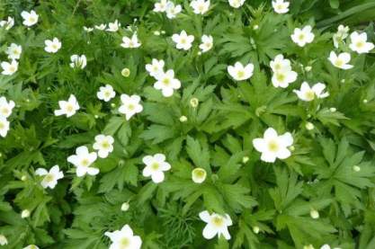 Anemone canadensis