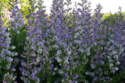 Baptisia Starlite Prairieblues Baptisia Starlite Prairieblues