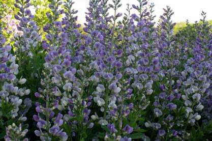 Baptisia Starlite Prairieblues