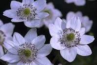 Anemone leveillei