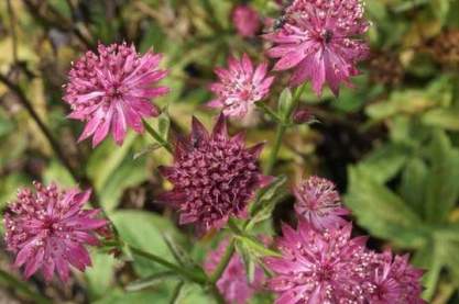 Astrantia 'Wash Field'