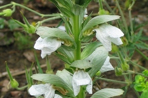 Acanthus-'Jeff-Albus'