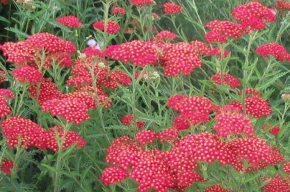 Achillea 'Paprika'