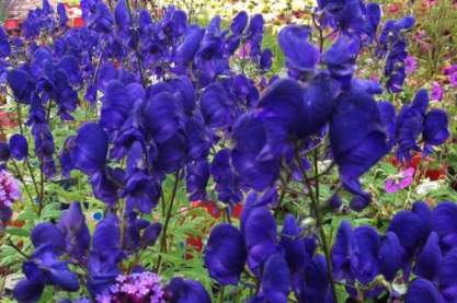 Aconitum henryi 'Spark's