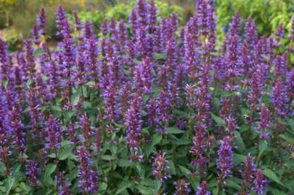 Agastache 'Purple Haze'