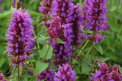 Agastache 'Blue Boa'