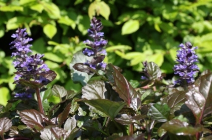 Ajuga reptans ' Black Scallop'