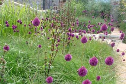 Allium sphaerocephalon