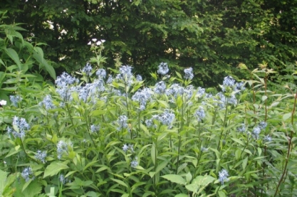 Amsonia tabernaemontana