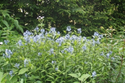 Amsonia tabernaemontana