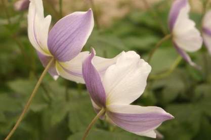 Anemone 'Wild Swan'