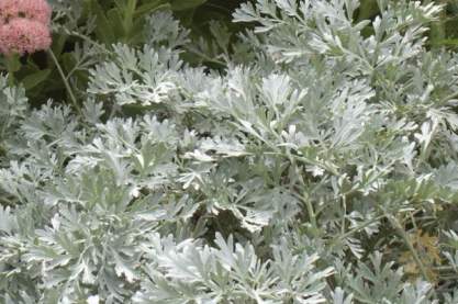 Artemisia absinthum 'Lambrook 'Silver'