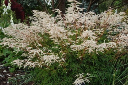 Aruncus 'Horatio'