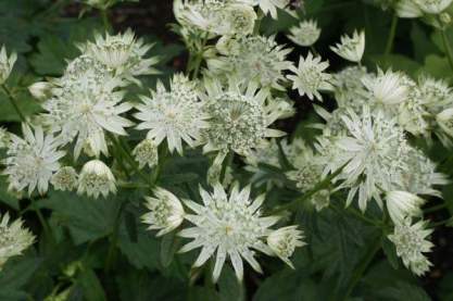 Astrantia major 'Super Star