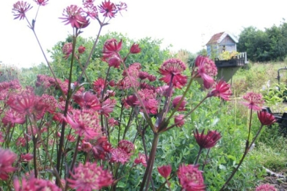 Astrantia major ' Ruby Star'