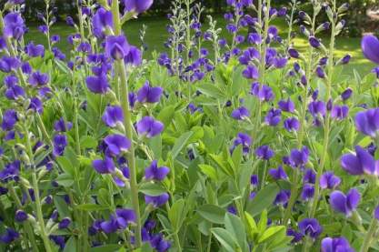 Baptisia australis