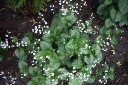 Brunnera 'Mr. Morse'