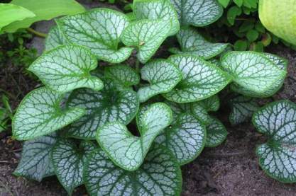 Brunnera 'Jack Frost'