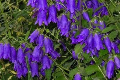 Campanula 'Sarastro'