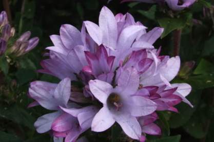 Campanula glom. 'Caroline'