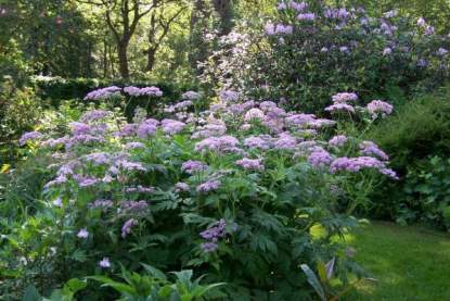 Chaerophylum hir. 'Roseum'