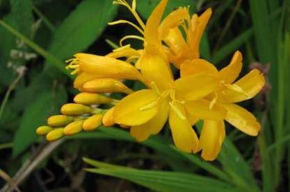 Crocosmia 'Paul's Best Yellow'