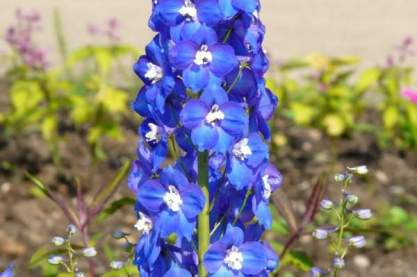 Delphinium elatum 'Polarnacht'