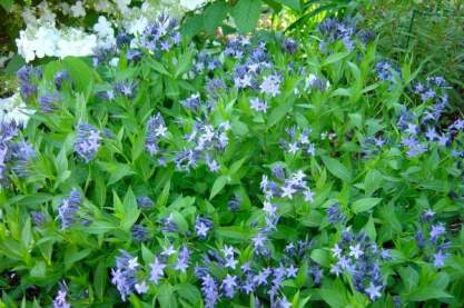 Amsonia 'Blue Ice'