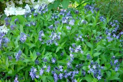 Amsonia 'Blue Ice'