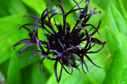 Centaurea 'Black Sprite'