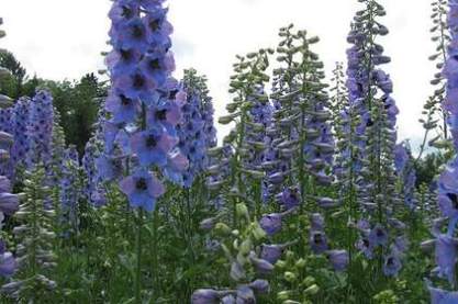 Delphinium elatum 'Ouverture