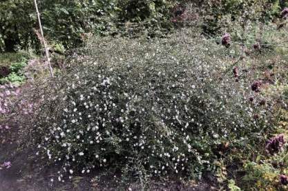 Aster 'Speyerer Herbstwoge'