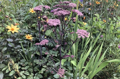 Angelica sylvestris 'Vicar's Mead'