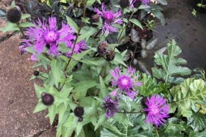 Centaurea 'Caramia'