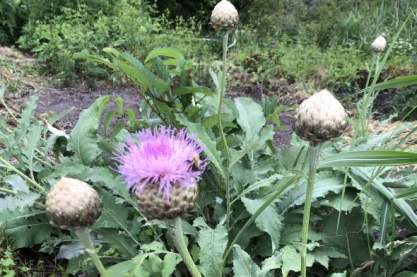 Centaurea pulchra 'Major'