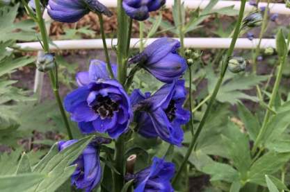 Delphinium 'Polarnacht'