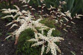 Aruncus 'Woldemar Meyer'