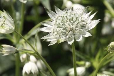 Astrantia 'Snow Star'