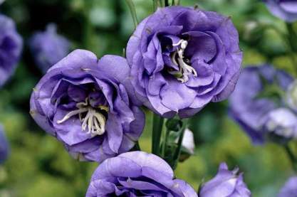 Campanula pers. 'La Bella'