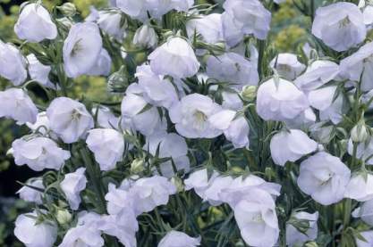 Campanula pers. 'La Bello'