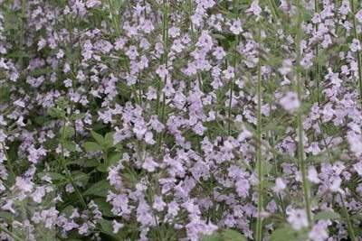 Calamintha 'Blue Cloud'