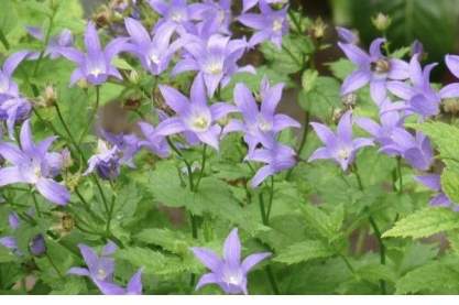 Campanula lact. 'Prichard's Variety'