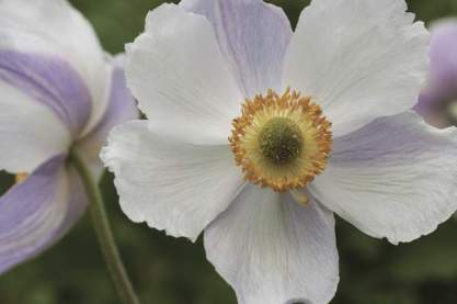 Anemone 'Dreaming Swan'