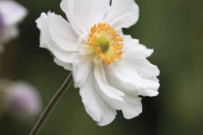 Anemone 'Ruffled Swan'