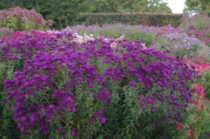 Aster novae-angliae 'Helen Picton'